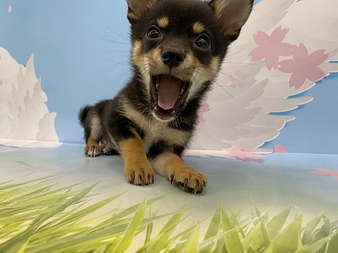 MIX｜ペット検索｜ペット大好き！